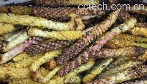 草苁蓉泡酒最佳配方-0