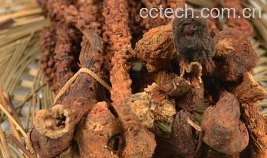 草苁蓉泡酒最佳配方-1