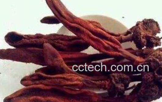 不老草和什么泡酒最好 不老草泡酒有什么禁忌-0