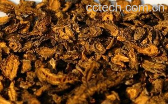 黄连根有什么作用-0