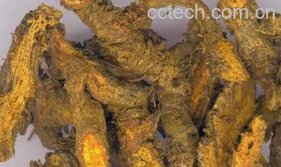 黄连根有什么作用-1