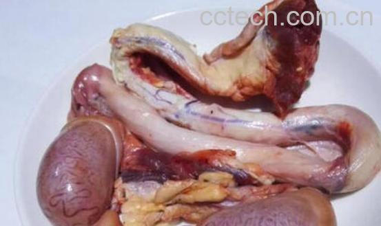 牦牛鞭泡酒怎么去腥 牦牛鞭泡酒的方法技巧-0