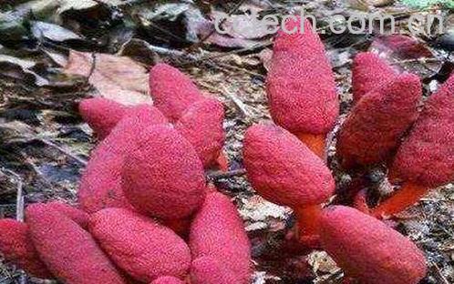 回春草泡酒的功效与作用-0