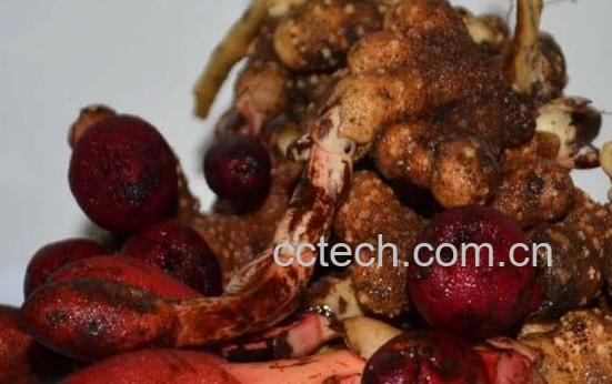 回春草泡酒的功效与作用-1