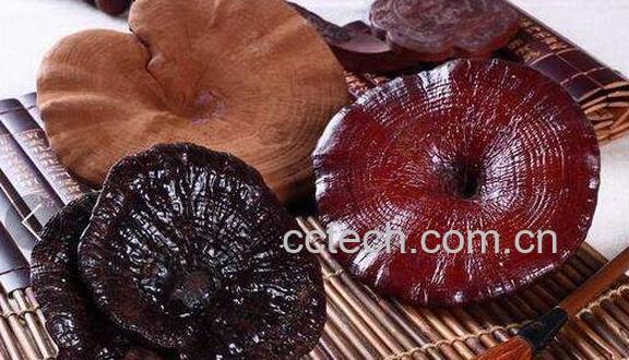 灵芝不适合什么人吃 吃灵芝的禁忌-0