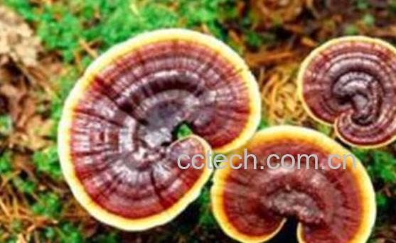 灵芝不适合什么人吃 吃灵芝的禁忌-1