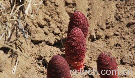 锁阳与什么搭配最壮阳-1