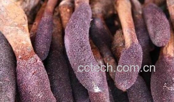 锁阳怎么吃 锁阳正确吃法-1