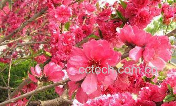 桃红花泡酒的功效与作用-0