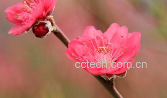 桃红花泡酒的功效与作用-1