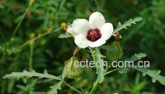 野西瓜花的功效与作用 野西瓜花的药用价值-0