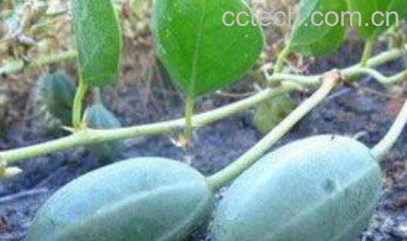 野西瓜根的功效和作用-0