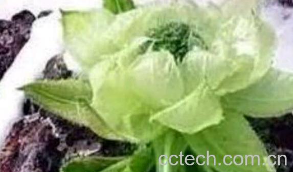 雪莲花精油的功效与作用-1