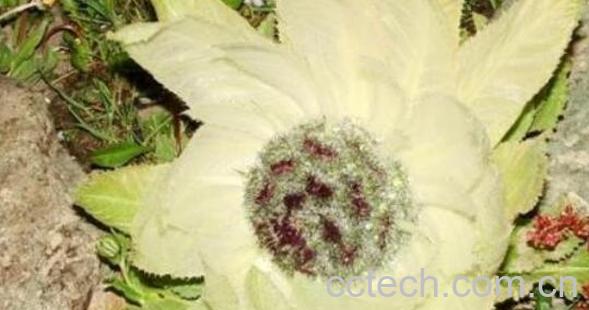 雪莲花精油的功效与作用-0