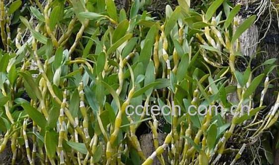 金钗石斛的功效与作用及禁忌-0