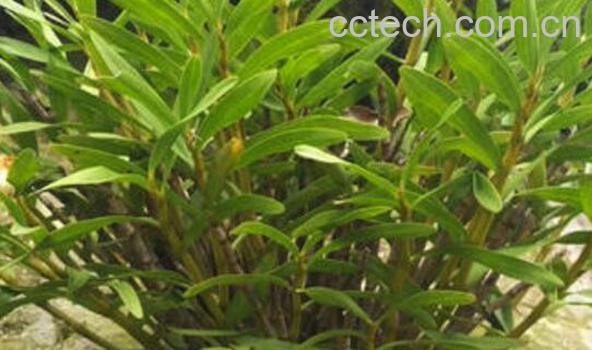 金钗石斛的功效与作用及禁忌-1