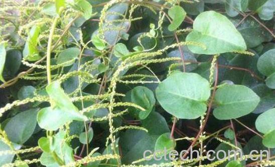 藤三七根块的功效与作用-1