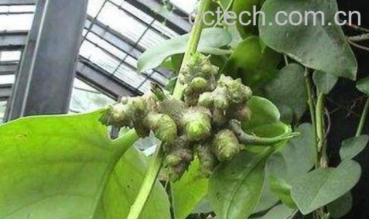 藤三七根块的功效与作用-0