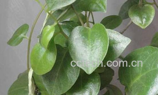 藤三七的功效与作用 藤三七的禁忌-0