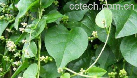 藤三七泡酒的功效与作用 藤三七怎么泡酒-0