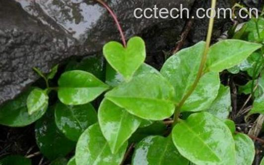 藤三七的功效与作用 藤三七的禁忌-1