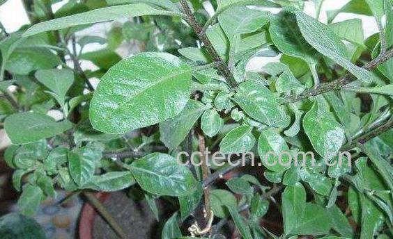 旱三七的功效与作用及禁忌-0