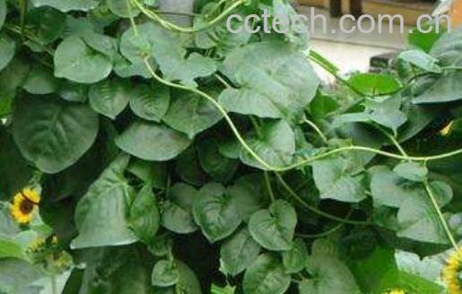 旱三七的功效与作用及禁忌-1