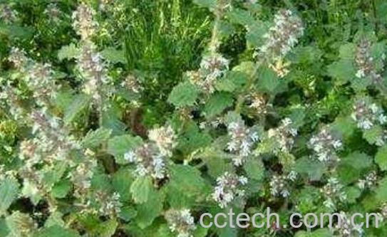 散血草什么功效与作用-0