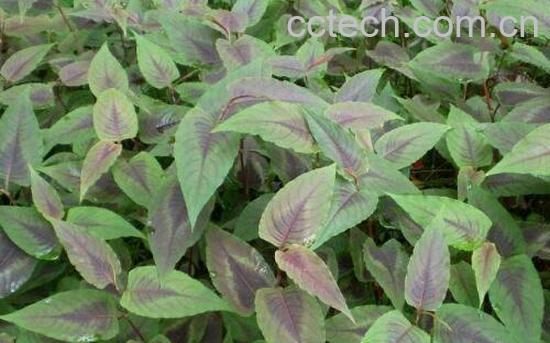 散血草泡酒的功效与作用-0