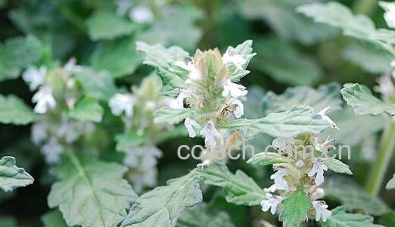 散血草泡酒的功效与作用-1