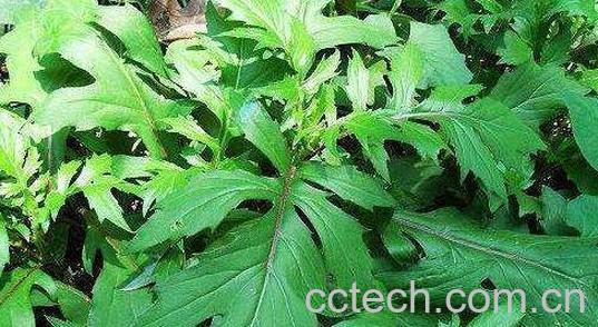 散血草什么功效与作用-1