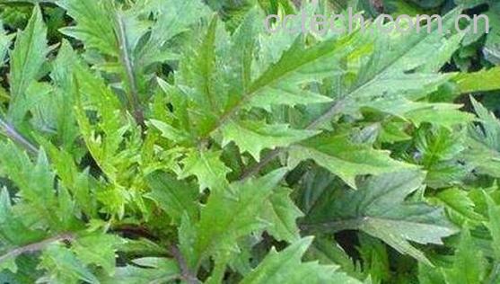 平卧菊三七的功效与作用有哪些-0