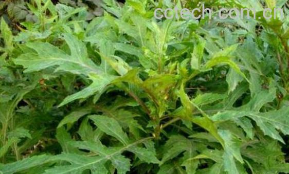 平卧菊三七的功效与作用有哪些-1