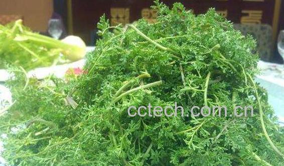 迷迷蒿是什么 迷迷蒿的药用价值-1