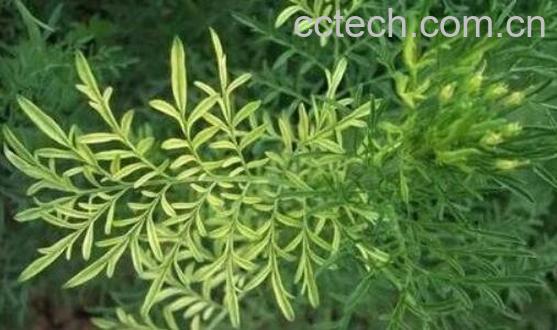 米米蒿的功效与作用-1