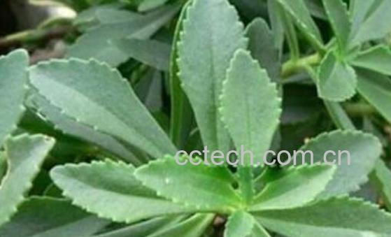 土三七叶子的功效与作用-1