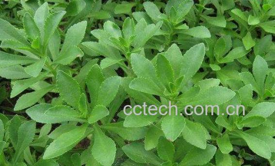 土三七叶子的功效与作用-0