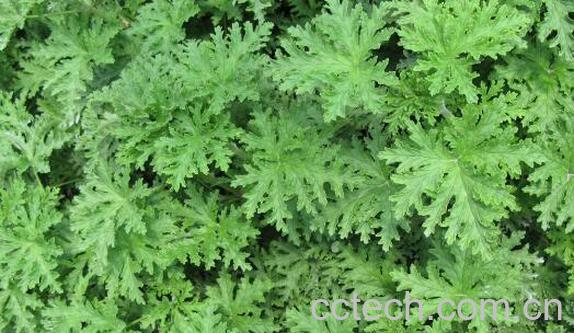 糯香叶的功效与作用-1