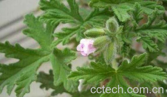 糯香叶的功效与作用-0