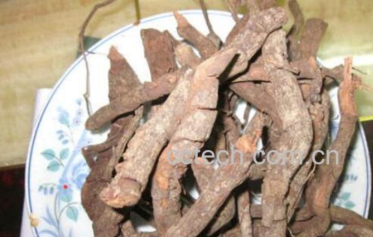 糯饭团根的功效与作用-0