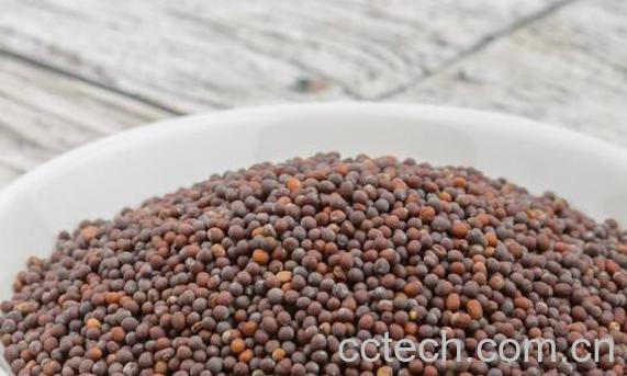 芥末籽的功效与作用及副作用-0