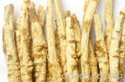 沙参可以怎么吃 新鲜沙参怎么吃-1