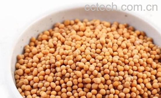 芥末籽的功效与作用及副作用-1