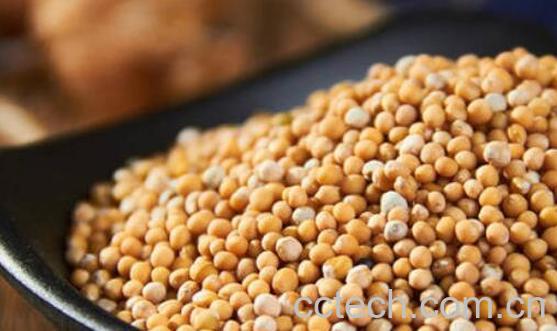 白芥籽的功效与作用 白芥籽的副作用-0