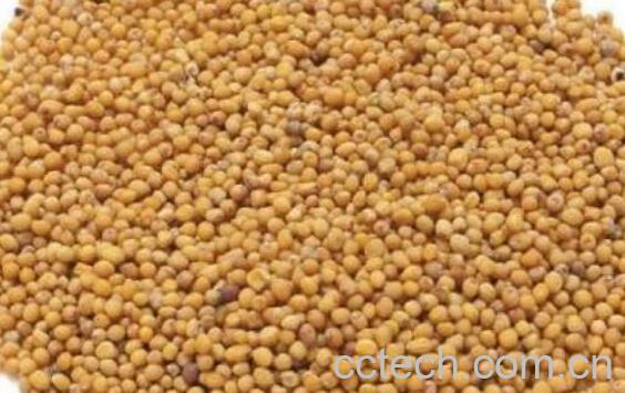 白芥籽的功效与作用 白芥籽的副作用-1