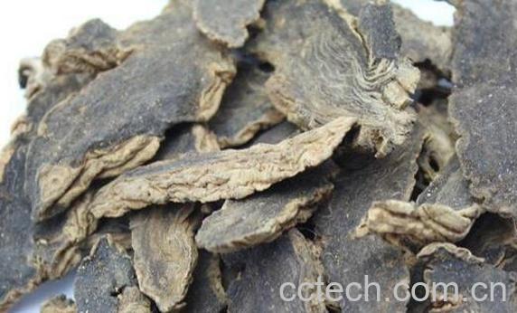 玄参泡水的功效与作用及禁忌-1