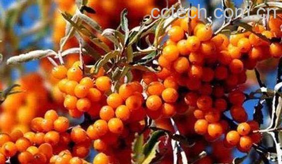 沙棘汗蒸排毒的功效与作用-0