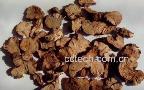 金荞麦根的功效与作用及禁忌-1