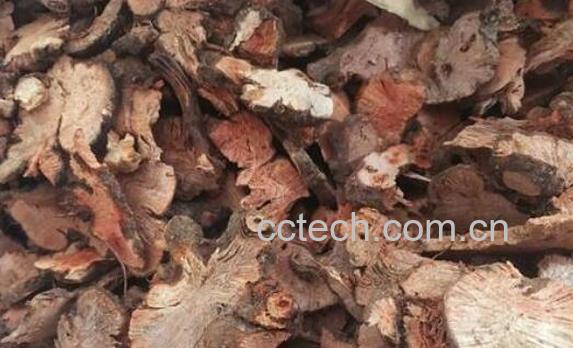 金荞麦根的功效与作用及禁忌-0