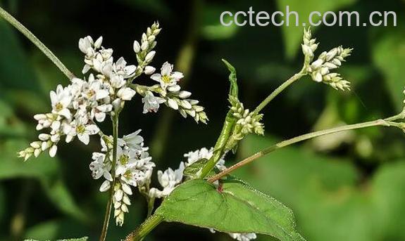 野荞麦的功效与禁忌-1